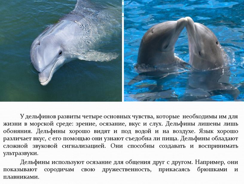 Дельфин живет лет. Язык дельфинов. Интересные факты о дельфинах. Дельфин описание. Интересное о дельфинах для детей.