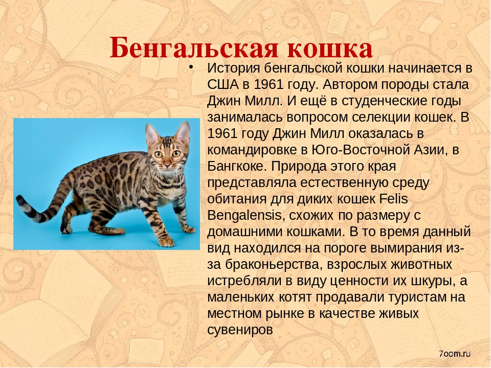 Серенгети – история, внешность и характер кошки