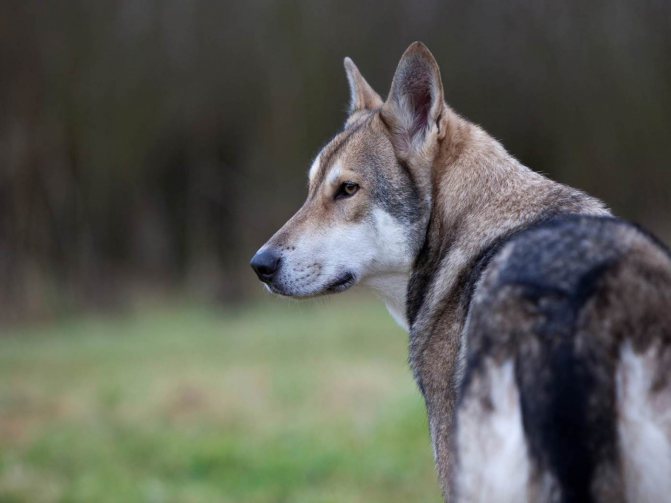Волчья собака сарлоса (34 фото): описание породы, особенности содержания сарлосской собаки в квартире. кто такой сарлос?