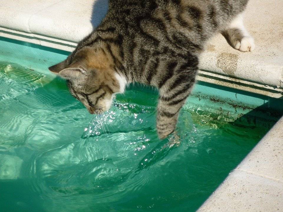 Породы кошек, которые любят купаться - gafki.ru