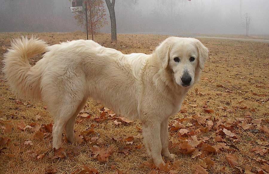 Характеристика собак породы словацкий чувач с отзывами и фото