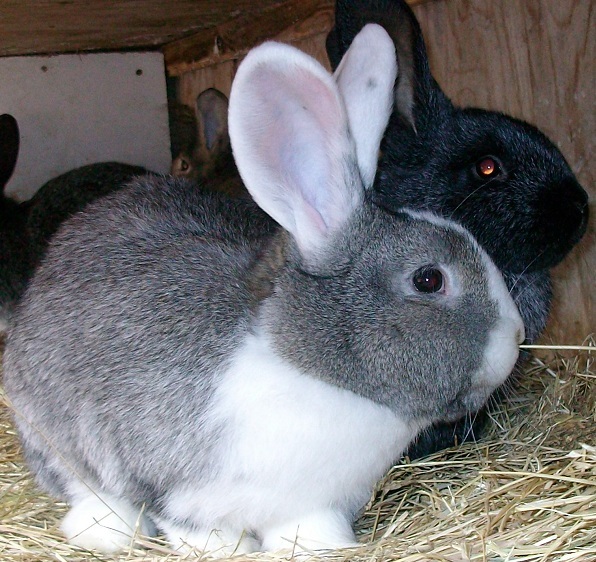 Мясные породы кроликов