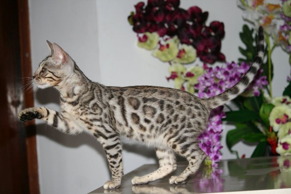 Сколько стоит бенгальская кошка? описание- порода с фото и характером? +видео