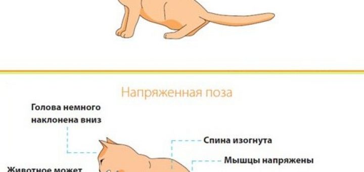 Как долго проходит желтуха у кошек – симптомы,  лечение желтухи у котов в ветклинике зоостатус