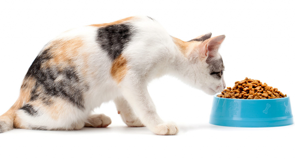 Как отучить кошку от сухого корма, что делать, если животное ест только его: эффективные способы и полезные советы, а также ошибки хозяев