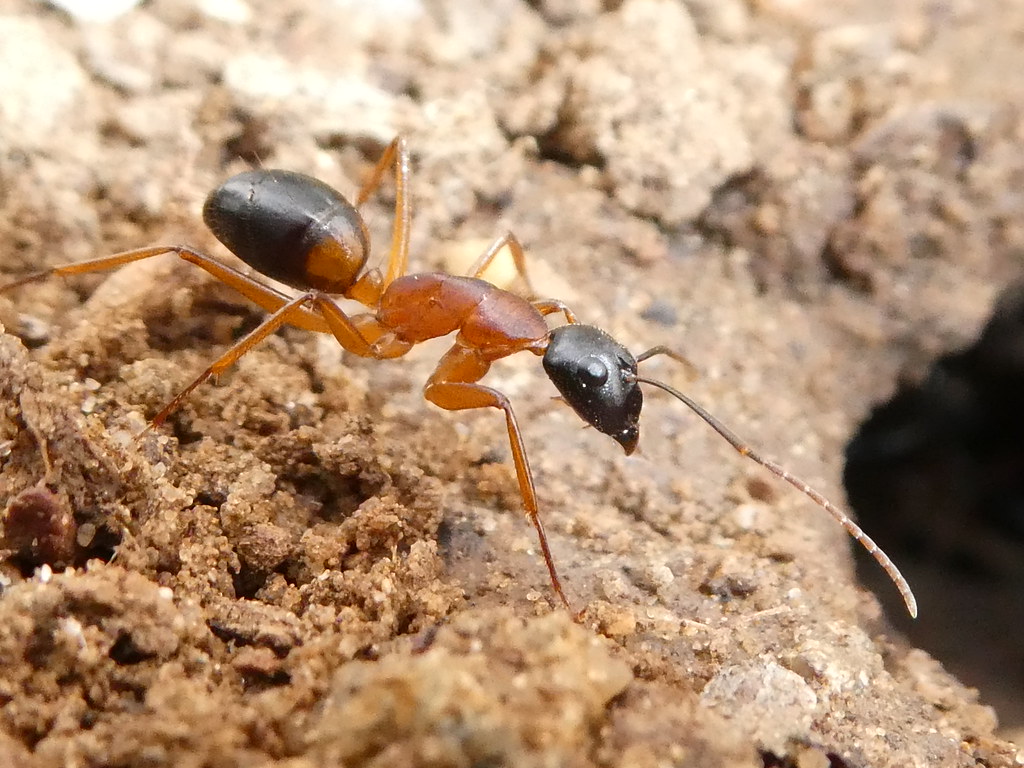 Моя семья муравьев camponotus nicobarensis.  | клуб любителей муравьев