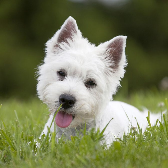Собака вест хайленд уайт терьер: описание, фото и характеристики породы