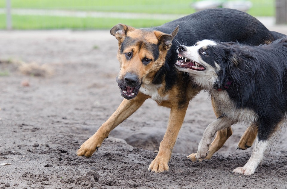 Самые агрессивные породы собак – pet-mir.ru
