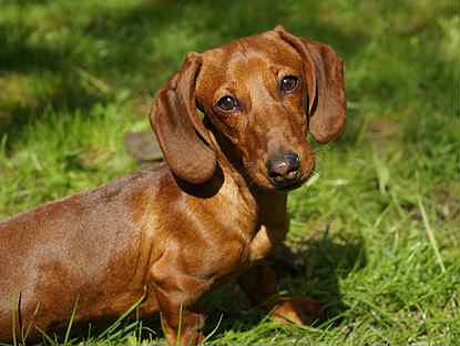 Такса: фото, описание и характеристика породы собак
такса: фото, описание и характеристика породы собак