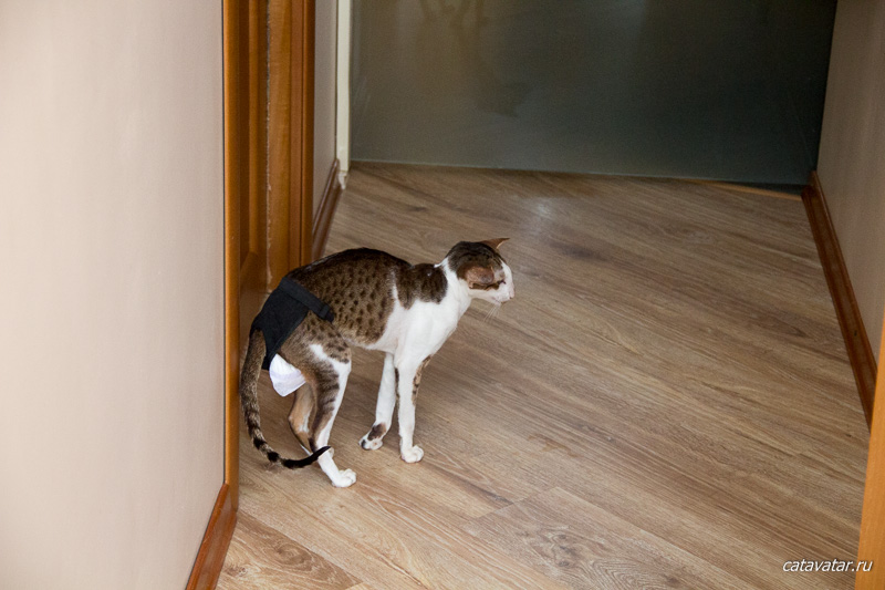 Кот метит в доме: что делать, как отучить метить территорию в квартире