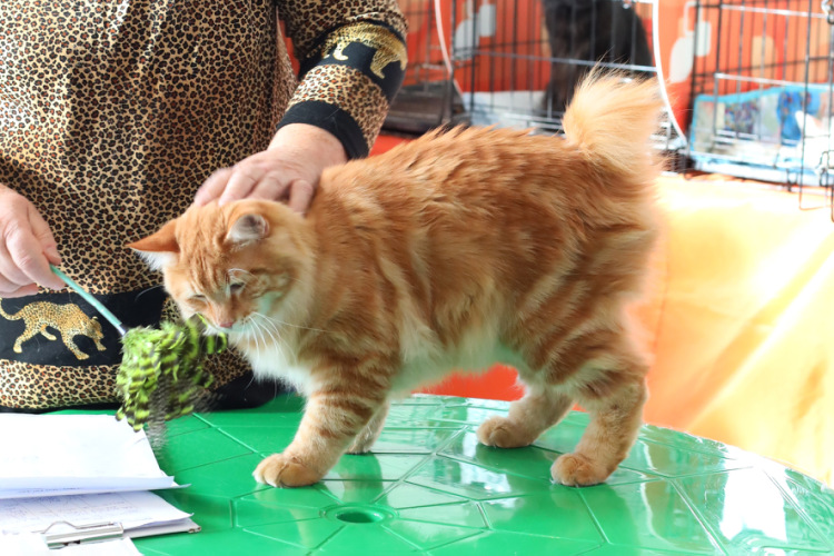 Карельский бобтейл — фото кошки с обзором всех стандартов породы, сколько живут и чем питаются