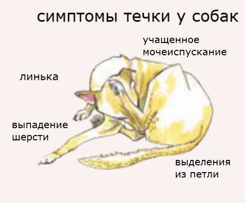 Течка у собак: признаки, продолжительность, поведение; первая течка у собак, как определить, особенность вязки и ухода во время эструса