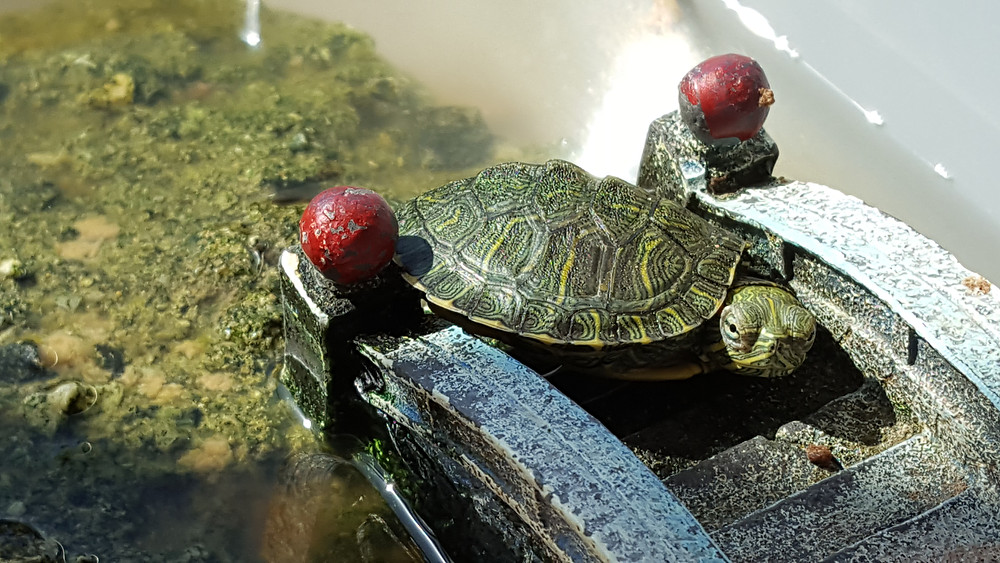 Красноухая черепаха в домашних условиях: уход и содержание, размер, что нужно, где живет, как выглядят