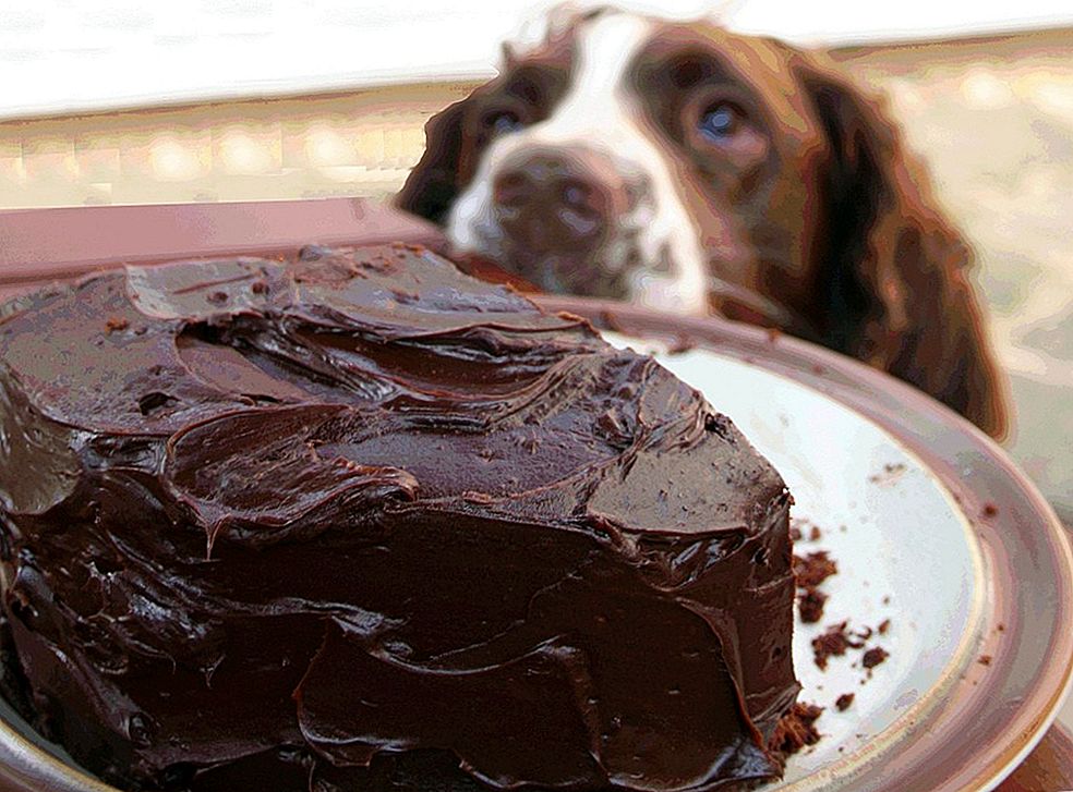 Как лечить отравление шоколадом у собаки?