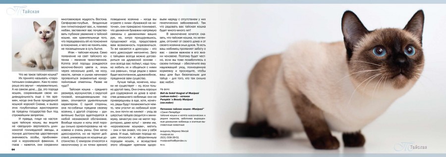 Кошка кимрик: описание внешности и характера, уход за питомцем и его содержание, выбор котёнка, отзывы владельцев, фото кота
