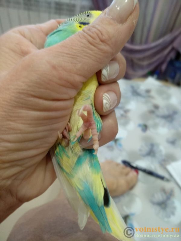 Болезни крыльев у волнистых попугаев