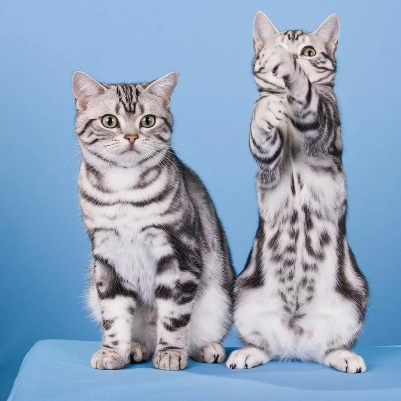 Гладкошерстные породы кошек с фотографиями и названиями