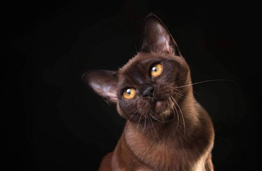 Бурманская кошка — 110 фото, особенности породы, выбор котенка, уход за взрослой кошкой и содержание бурмилла