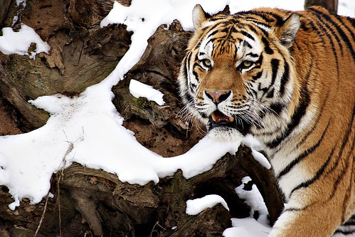 Тигр уссурийский, тигр азиатский. panthera tigris, тигр