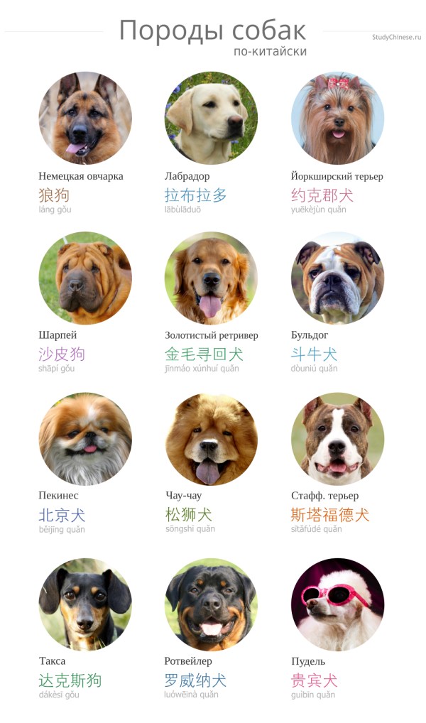 Хатико и другие знаменитые собаки японской породы акита-ину: описание, фото, особенности, характер, история возникновения, разновидности