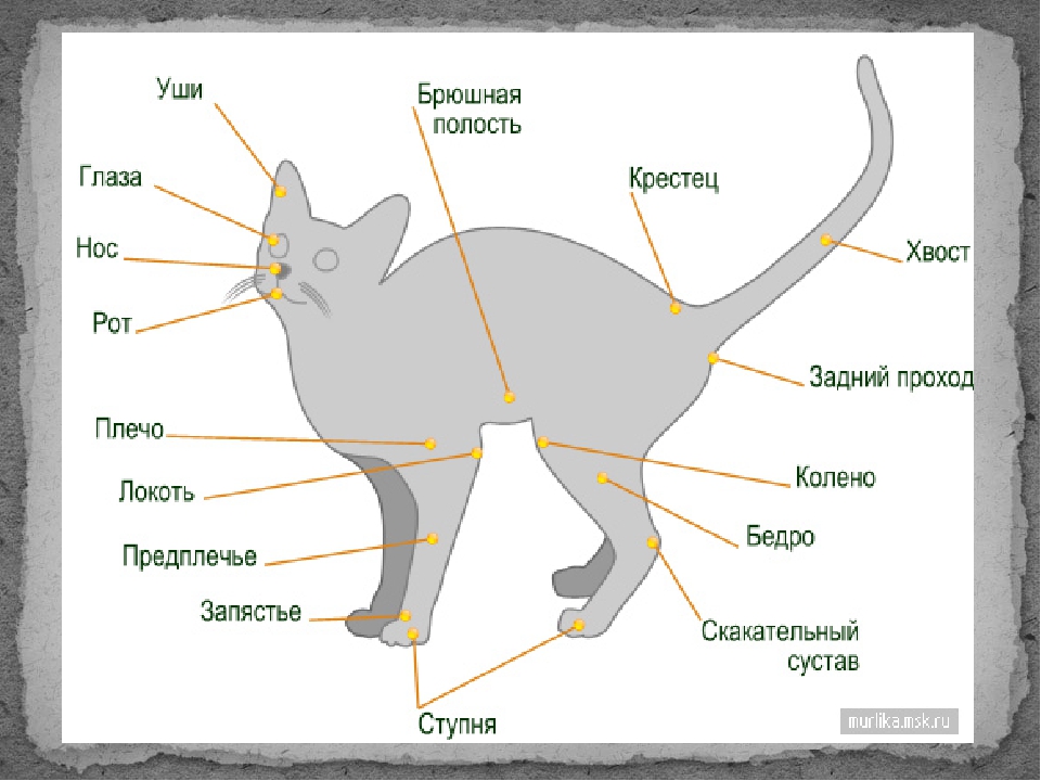 Хвост у кошки и кота: зачем нужен и каковы его анатомические особенности у разных пород, основные функции, фото