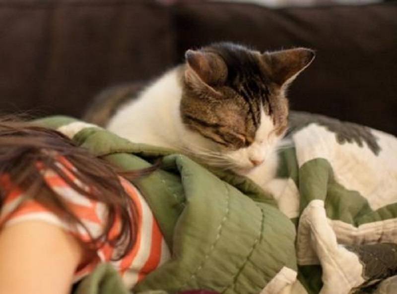 Что делать, если кот ночью не дает спать и сводит с ума хозяина: причины и решение проблемы