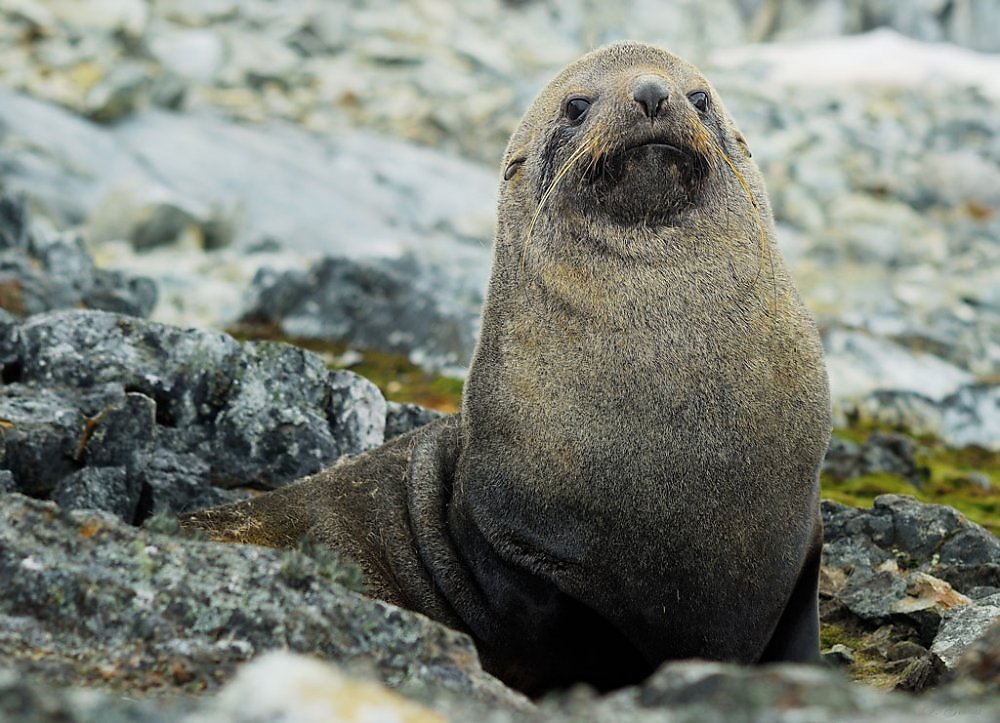 Гренландский тюлень: интересные факты о животном. питание и обитание