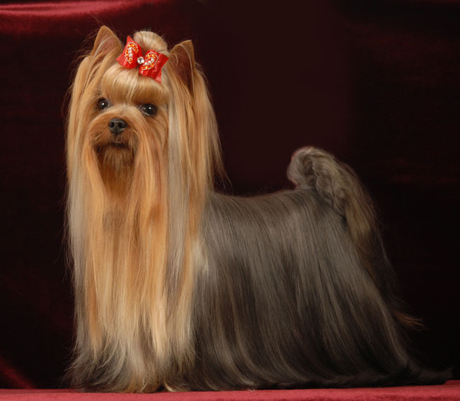 Йоркширский терьер: описание породы, характер собаки и щенка, фото, цена