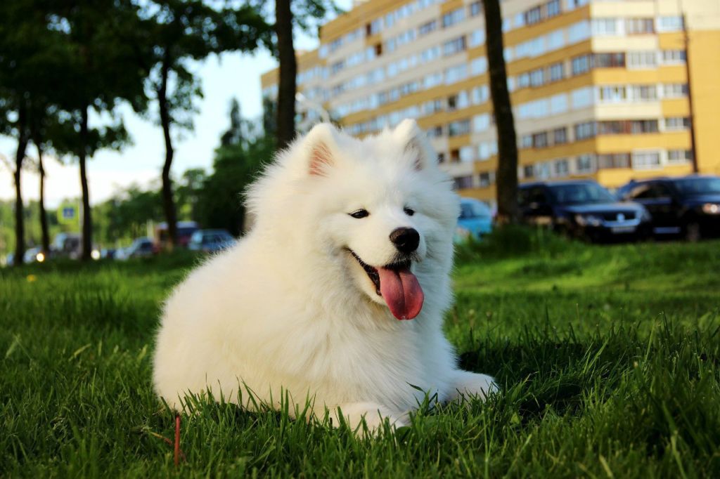 Самоедская собака: содержание дома, фото, купить, видео, цена