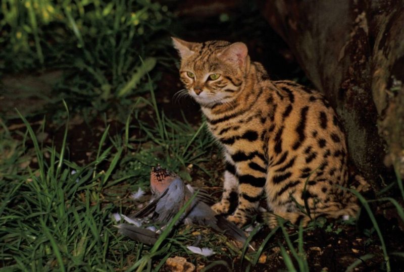 Африканский дикий кот – индивидуальность породы, содержание и уход за черноногой кошкой