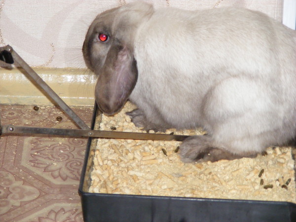 Как приучить кролика к лотку: обзор методов