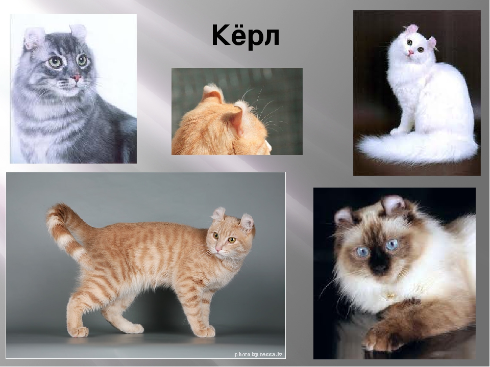 Американский кёрл — порода кошек с загнутыми ушами, особенности характера, отзывы владельцев