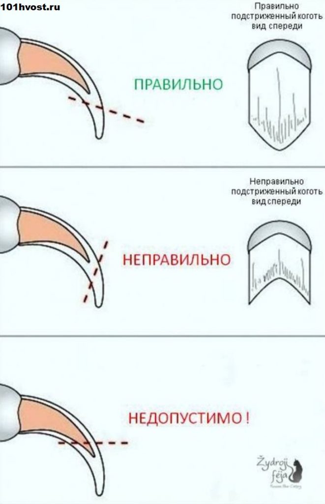 Можно ли обрезать усы собаке при стрижке