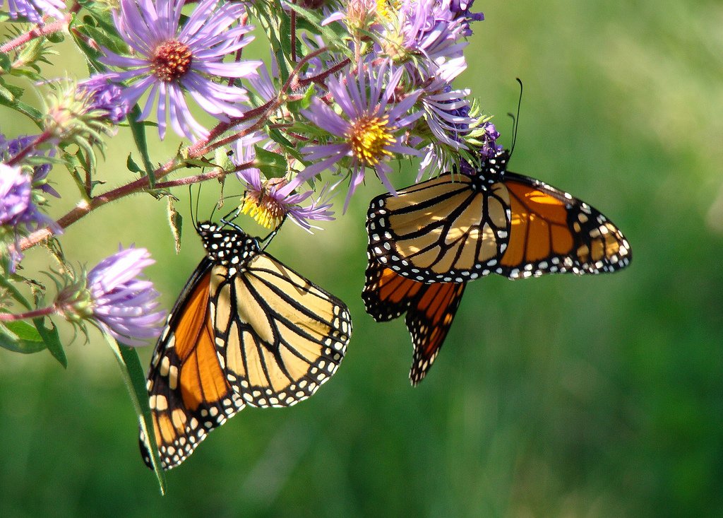 Мексиканские путешественники: ежегодная миграция бабочек монарх