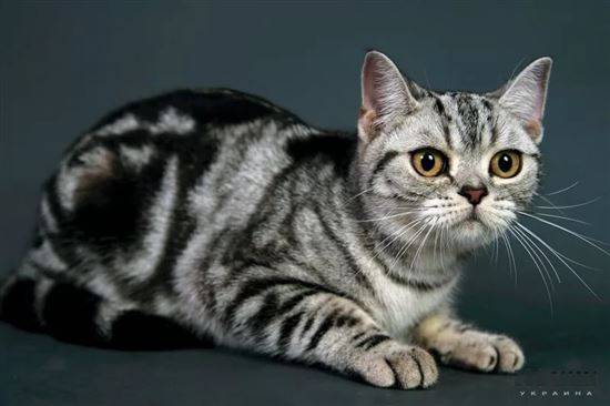 Американские кошки (42 фото): гладкошерстные, короткошерстные и другие породы котов. описание характера черных котят и кошек других окрасов