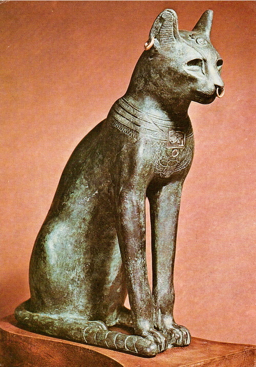 Происхождение кошек. история древних и современных кошек