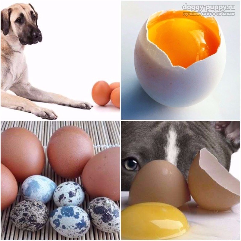 Можно ли собакам яйца. яйца в рационе собак. | здоровое питание
