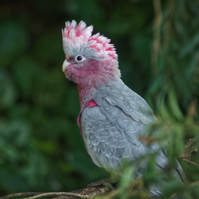 Розовый какаду (гала): описание, фото