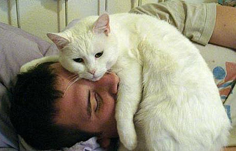 Как приучить кота спать с хозяином
как приучить кота спать с хозяином