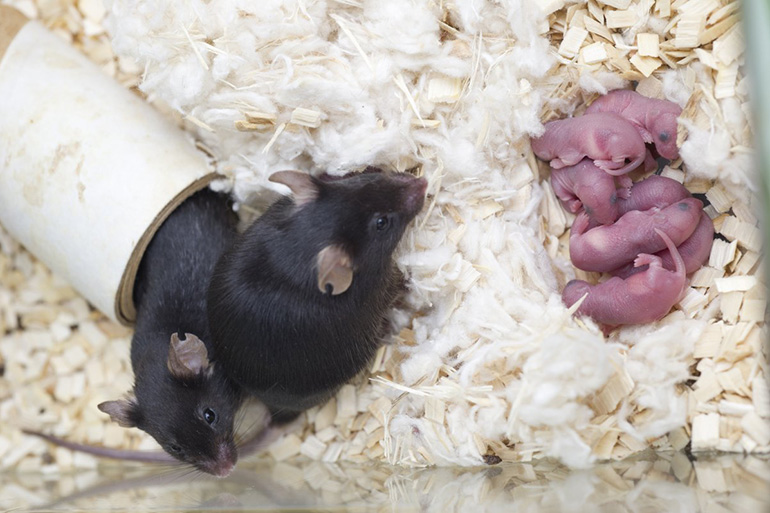 Домашние мыши: описание, уход и содержание, кормление декоративных грызунов