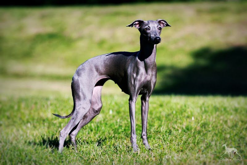 Порода собаки левретка: характеристики, фото, характер, правила ухода и содержания - petstory
