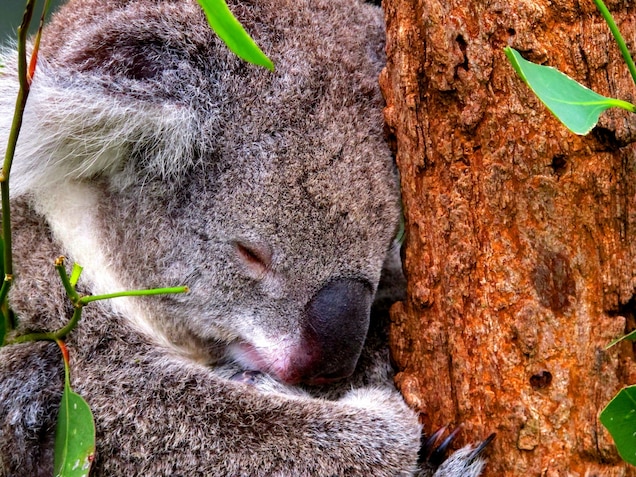 Где живет коала, как выглядит, чем питается? вид сумчатых коала