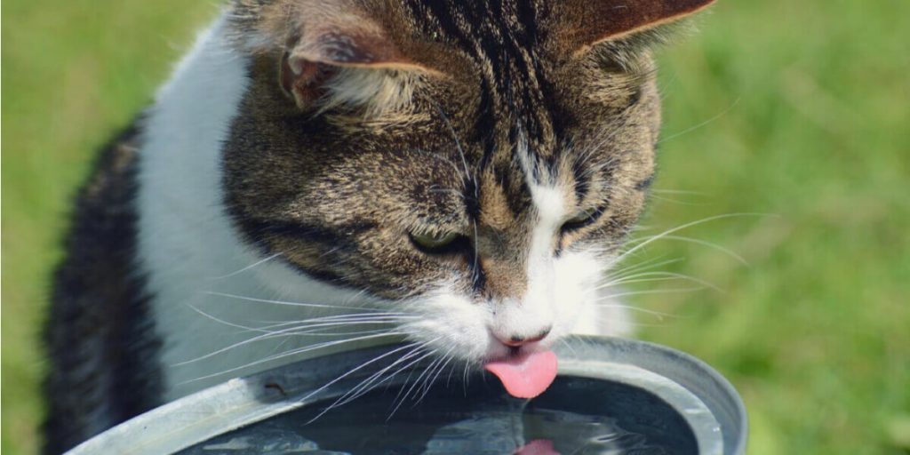 Кошка без воды: сколько дней проживет + описание симптомов обезвоживания кошки