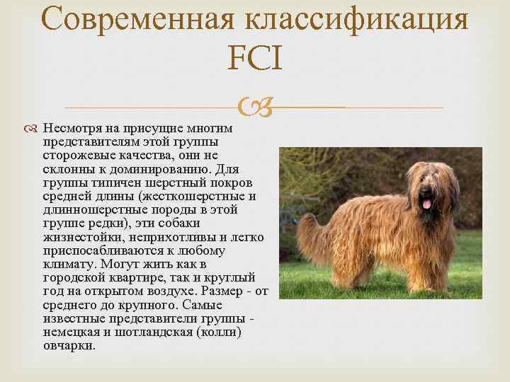 Собаки породы бракк французский пиренейского типа, характерные особенности, история происхождения и стандарты породы