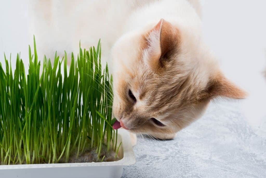 Трава для кошек: инструкция, как выбрать и вырастить траву для кошки