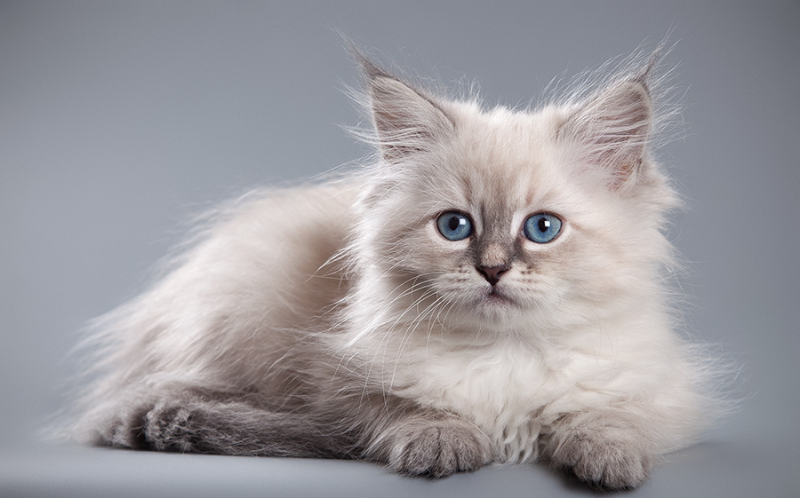 Невская маскарадная кошка фото, описание породы, цена котят и питомники, отзывы