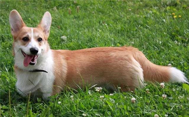 Породы собак с короткими лапами – обзор с фото и названиями