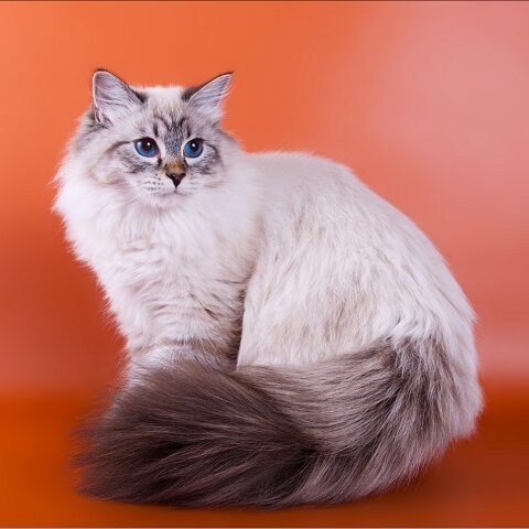 Пушистые кошки: породы и особенности ухода за длинношёрстным котом, отзывы владельцев и фото
