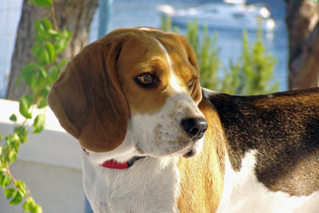 Порода собак бигль: 63 фото , видео и описание.