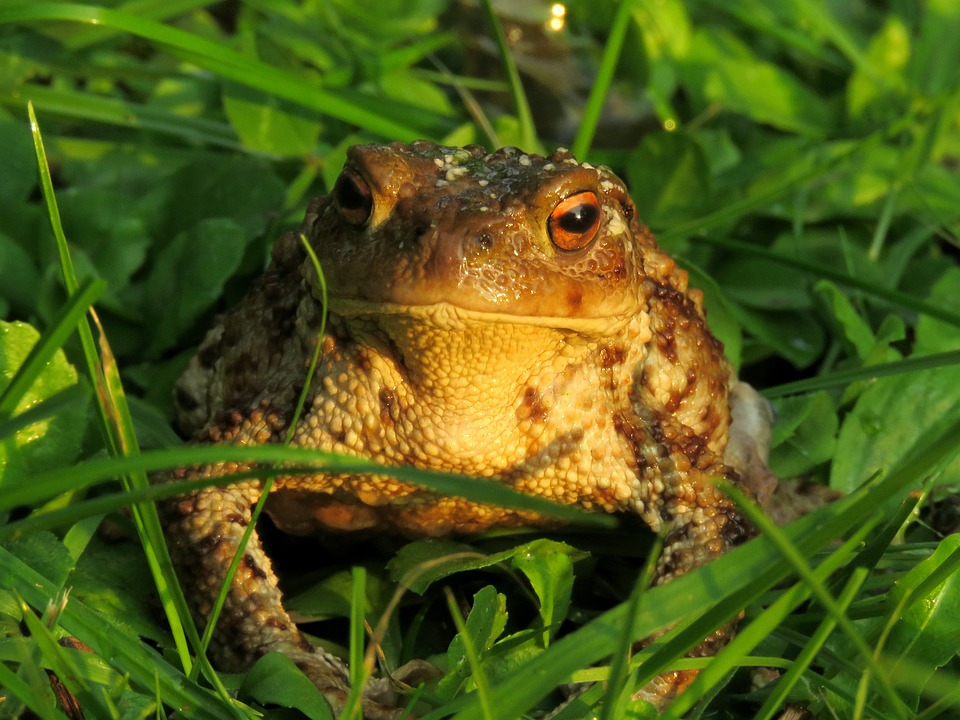Галлюциногенная колорадская жаба